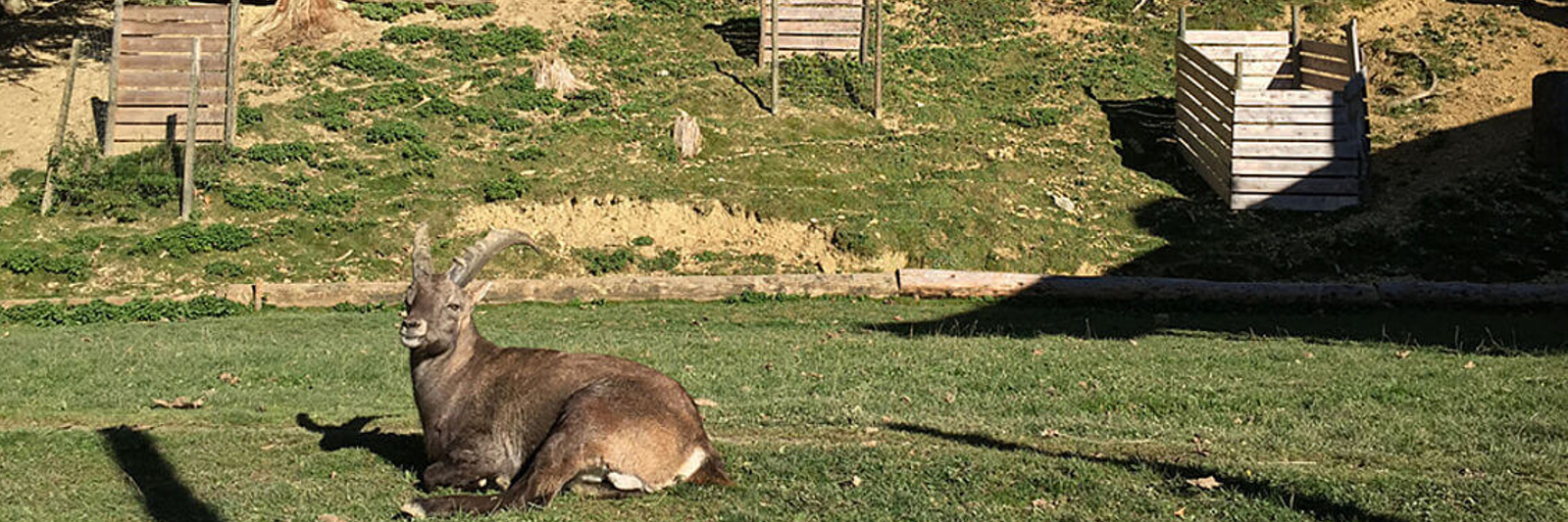 Wildpark Pfänder / Bregenz