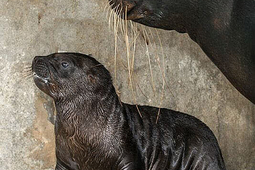 knies kinderzoo 1.min