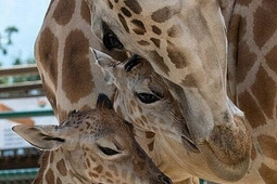 knies kinderzoo 2.min