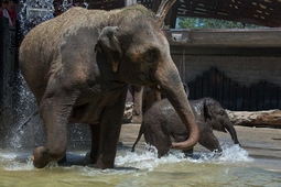 knies kinderzoo 3.min