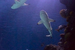 sealife konstanz 2.min