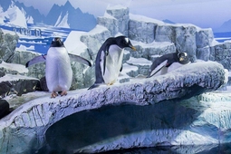 sealife konstanz 3.min