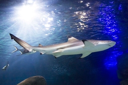 sealife muenchen 1.min