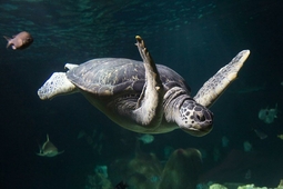 sealife muenchen 2.min