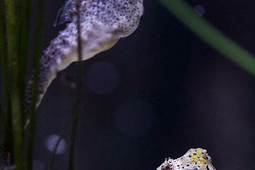 sealife muenchen 4.min