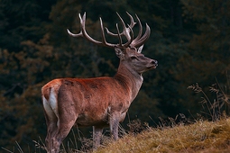 alpenwildpark obermaiselstein 1