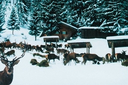 alpenwildpark obermaiselstein 2