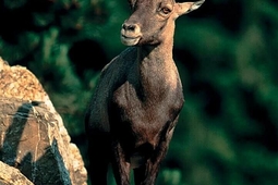 alpenwildpark obermaiselstein 3