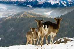 alpenwildpark obermaiselstein 4