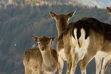 Alpenwildpark / Obermaiselstein