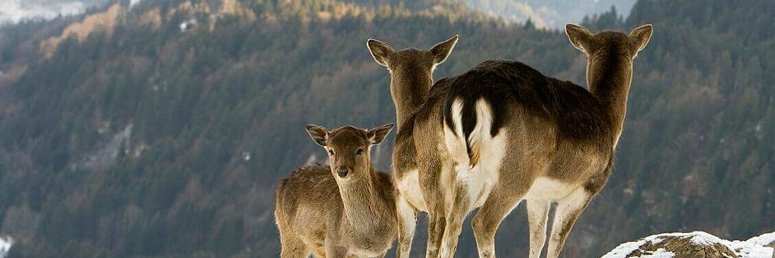Alpenwildpark / Obermaiselstein