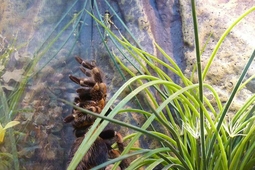 reptilienzoo scheidegg 7