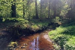 walderlebnispfad beuren isny 2