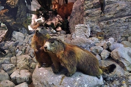 alpin museum kempten 3