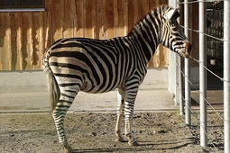 doppelmayr zoo wolfurt 1