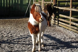 doppelmayr zoo wolfurt 2