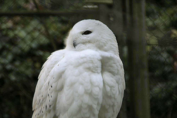 doppelmayr zoo wolfurt 3