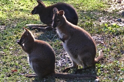 doppelmayr zoo wolfurt 4