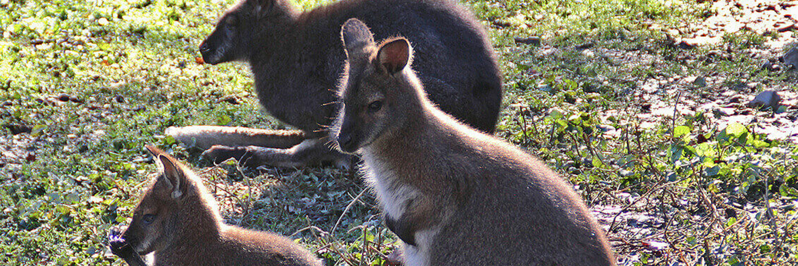 Doppelmayr Zoo / Wolfurt