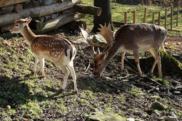 doppelmayr zoo wolfurt 6