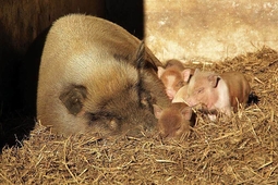 doppelmayr zoo wolfurt 8