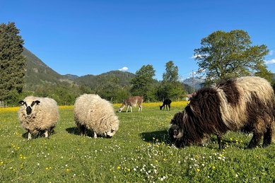 Burgberger Tierparadies