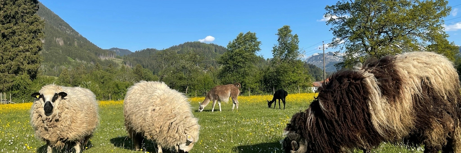 Burgberger Tierparadies